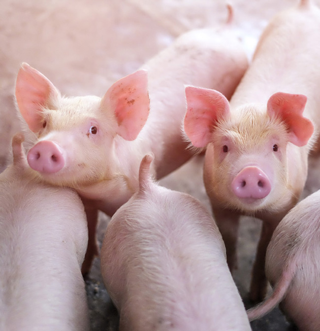 tuczniki i warchlaki