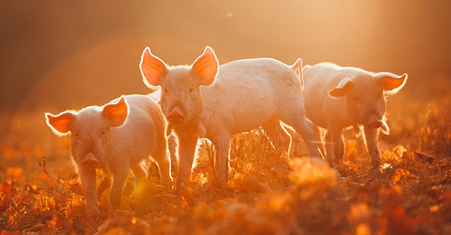 sprzedaż tuczników i warchlaków